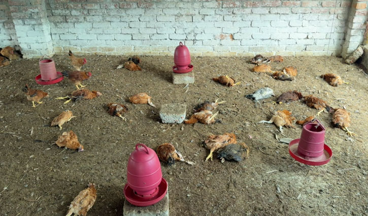 জমি নিয়ে বিরোধে ৫০০ মুরগি হত্যার অভিযোগ