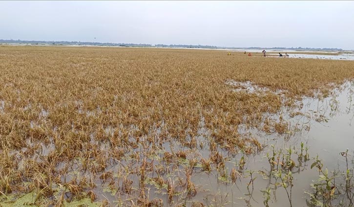 ব্রাহ্মণবাড়িয়ায় হাওরের ৩০০ হেক্টর জমির ধান পানির নিচে 
