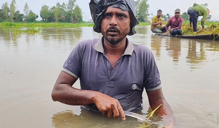 টানা বৃষ্টি ও পাহাড়ি ঢলে হাওরাঞ্চলে বিপর্যস্ত জনজীবন