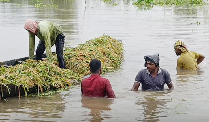 ‘এক মুঠো ধানও ঘরে তুলতে পারব না’