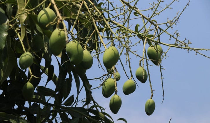 রাজশাহী অঞ্চলে ১১ হাজার কোটি টাকার আম উৎপাদনের লক্ষ্য