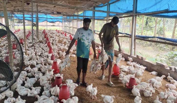 ঠাকুরগাঁওয়ে পোল্ট্রি ফার্মে বিষ প্রয়োগ, ৩০০০ মুরগির মৃত্যু