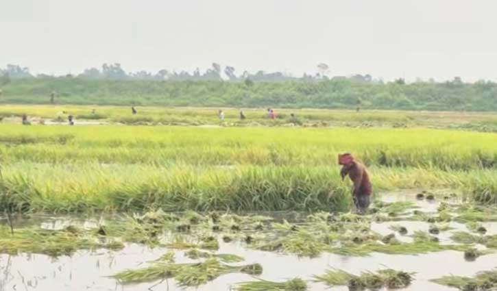 গাজীপুরে ডুবছে শত শত বিঘা আধা পাকা ধান