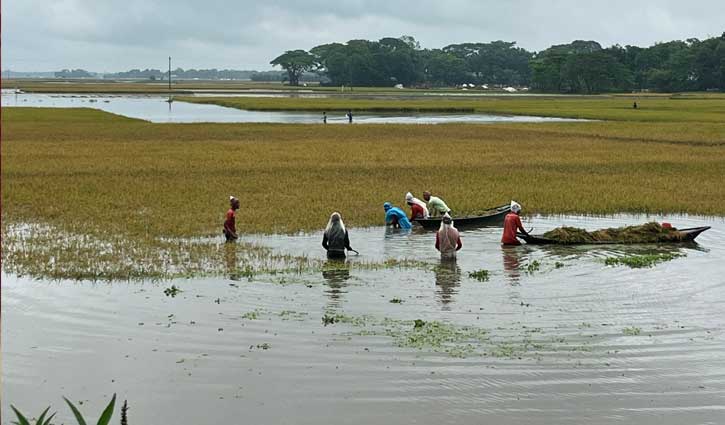 নেত্রকোণায় ৯৫৬৫ হেক্টর ধানক্ষেত পানিতে প্লাবিত 