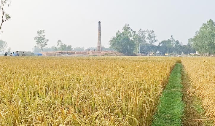 ইটভাটার ধোঁয়ায় পুড়ল ধান, টাঙ্গাইলে অর্ধ কোটি টাকার ক্ষতি