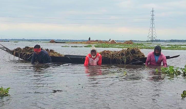 হাওরে ডুবছে ধান, কৃষকের আর্তনাদ