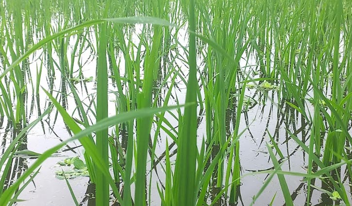 বৃষ্টিতে উত্তরাঞ্চলে বোরো সেচে শত কোটি টাকা সাশ্রয়