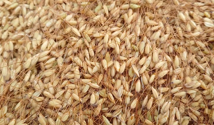 বিলুপ্তির পথে জিআই সনদপ্রাপ্ত  ধান ‘রাতাবোরো’