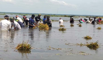 মৌলভীবাজারে চা শ্রমিকেরা কাটছেন হাওরের ধান