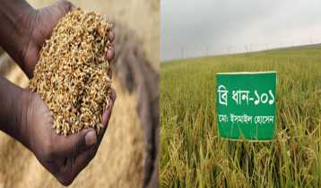 হাওরে আগাম বন্যা ঠেকাতে স্বল্পমেয়াদি বোরোধান চাষে সাফল্য