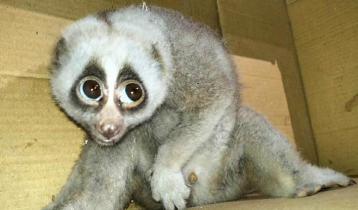 কাপ্তাইয়ে বিপন্ন লজ্জাবতী বানর উদ্ধার