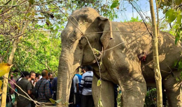 বয়স্ক হাতির মৃত্যু: সঙ্গীর পাহারায় কাছে ভিড়তে পারছে না কেউ