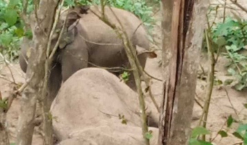 হাতির মৃত্যু, সঙ্গীর পাহারায় কাছে ভিড়তে পারছে না কর্মকর্তারা