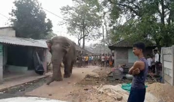 পশ্চিমবঙ্গে বিধানসভা নির্বাচনে ভোটারদের নিরাপত্তায় হাতি মোতায়েন