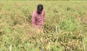 কৃষকের স্বপ্ন একরাতেই শেষ করে দিল দুর্বৃত্তরা