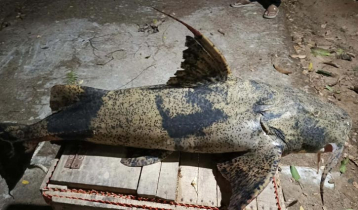 কর্ণফুলী নদীতে মিলল মহাবিপন্ন বাঘা আইড় 