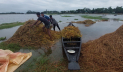 বৃষ্টি ও পাহাড়ি ঢলের পানিতে তলিয়েছে সুনামগঞ্জের হাওরের ধান