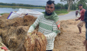 মৌলভীবাজারের হাওরে ৫০ কোটি টাকার ধান নষ্ট 