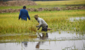 পাহাড়ি ঢলে তলিয়ে গেল কাউয়াদিঘি হাওরের ধান