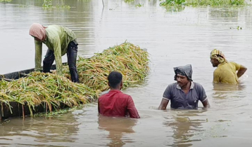 ‘এক মুঠো ধানও ঘরে তুলতে পারব না’