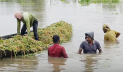‘এক মুঠো ধানও ঘরে তুলতে পারব না’