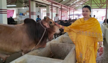 এক থেকে ৬০ গরু, ঝালকাঠির সফল নারী উদ্যাক্তা ফারিয়া 