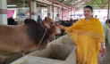 এক থেকে ৬০ গরু, ঝালকাঠির সফল নারী উদ্যাক্তা ফারিয়া 