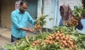 মৌসুম শুরুর আগেই বাজারে অপরিপক্ক লিচু