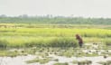 গাজীপুরে ডুবছে শত শত বিঘা আধা পাকা ধান