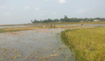 চাঁপাইনবাবগঞ্জে ৪৪৮ বিঘা ধানের ক্ষেত প্লাবিত 