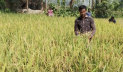 লালমনিরহাটে ‘ব্রি-১০৮’ জাতের ধান চাষে ঝুঁকছে কৃষক