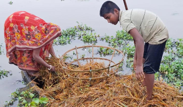 হবিগঞ্জে বন্যায় বোরো ধানের ৪৭৬ কোটি টাকার ক্ষতি