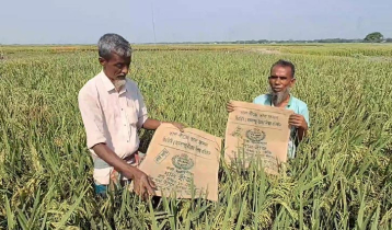 মিশ্রণ বীজে ধান চাষ, বিপাকে হাওরের কৃষক