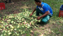 রাজশাহীতে গুটি আম পাড়া শুরু