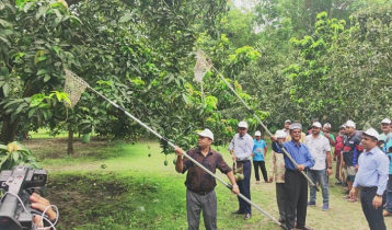 সাতক্ষীরায় আম সংগ্রহ কার্যক্রম শুরু