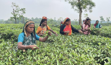রোদ বৃষ্টি জোঁকের কামড় সয়েও ভাগ্য বদলায়নি চা শ্রমিকদের