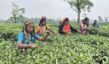 রোদ বৃষ্টি জোঁকের কামড় সয়েও ভাগ্য বদলায়নি চা শ্রমিকদের