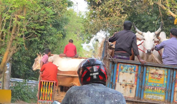 ঠাকুরগাঁও সীমান্ত দিয়ে ঢুকছে ভারতীয় গরু, জানে না প্রশাসন