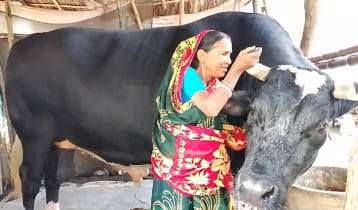 নজর কাড়ছে ৪০ মণ ওজনের ‘ঠান্ডা ভোলা’