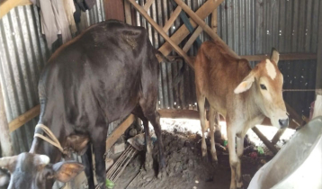 সুদের টাকা দিতে না পারায় কৃষকের ৩ গরু নিয়ে গেছে মহাজন