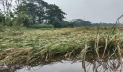 ঝালকাঠিতে ঝড়-বৃষ্টিতে পাকা ধানের ক্ষতি 