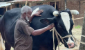 কোরবানির হাট কাঁপাবে ১২০০ কেজির ‘মহারাজা’