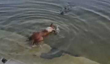 কুকুরটিকে কুমিরের মুখে ঠেলে দেওয়া হয়নি: তদন্ত প্রতিবেদন