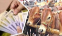 জাল নোট ঠেকাতে কোরবানির পশুর হাটে বসবে বুথ