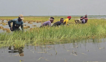 টানা বৃষ্টি ও উজানের ঢলে তলিয়েছে হাওরের ধানের ক্ষেত