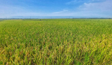 সুনামগঞ্জে তেল ও শ্রমিক সংকটে বিপাকে হাওরের কৃষক