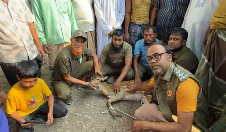 বরগুনার লোকালয় থেকে হরিণ উদ্ধার