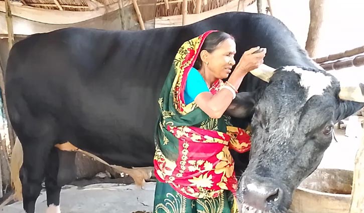 নজর কাড়ছে ৪০ মণ ওজনের ‘ঠান্ডা ভোলা’