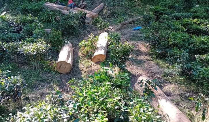 সবুজ সংকটে সিলেট অঞ্চল