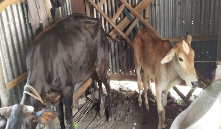 সুদের টাকা দিতে না পারায় কৃষকের ৩ গরু নিয়ে গেছে মহাজন